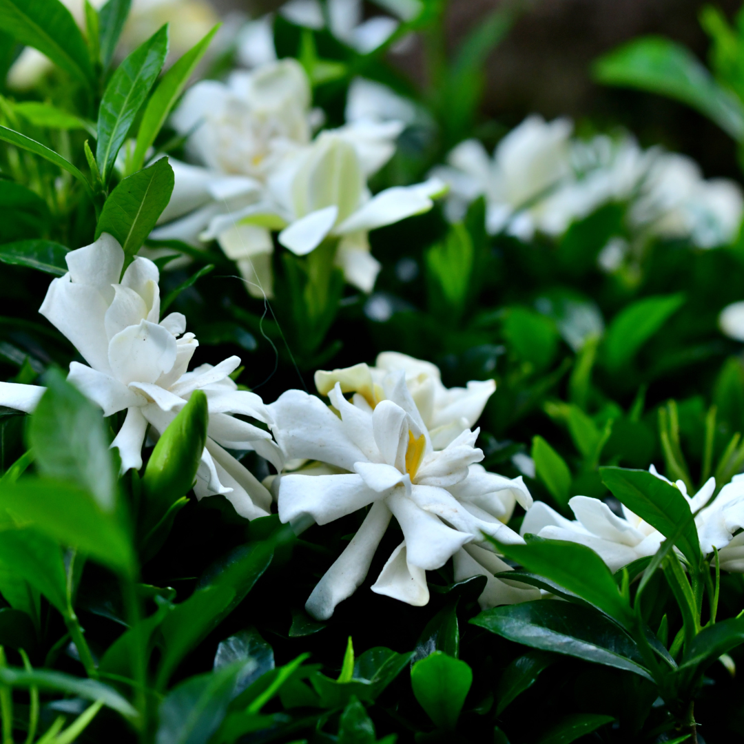 FLORAL